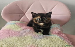 Mixed Breed cats for sale: Kittens looking for forever homes  - Image 5