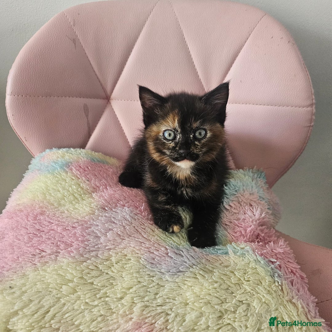 Mixed Breed cats for sale: Kittens looking for forever homes  - Image 5