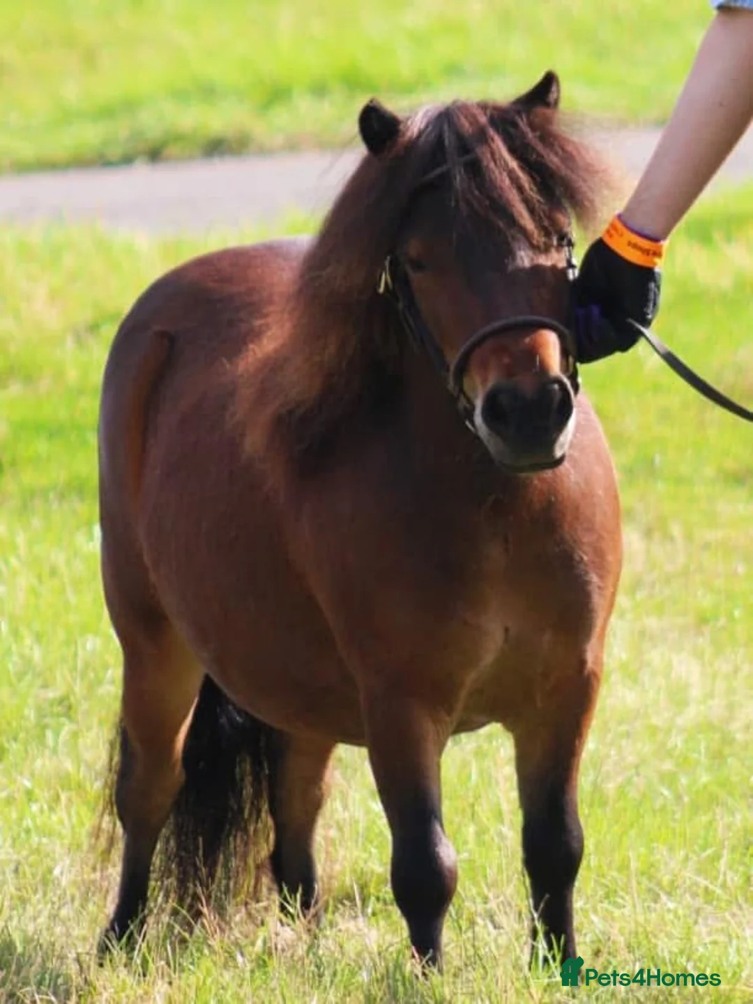 Shetland pony horses for sale: Registered miniature Shetland gelding - Advert 1