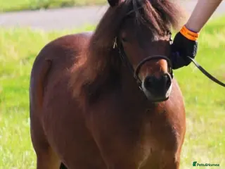 Shetland pony horses Registered miniature Shetland gelding - Advert 1