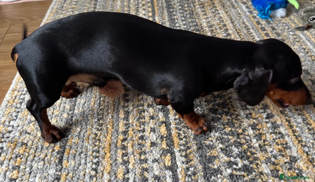 Miniature Dachshund dogs for stud: dafydd - Advert 2