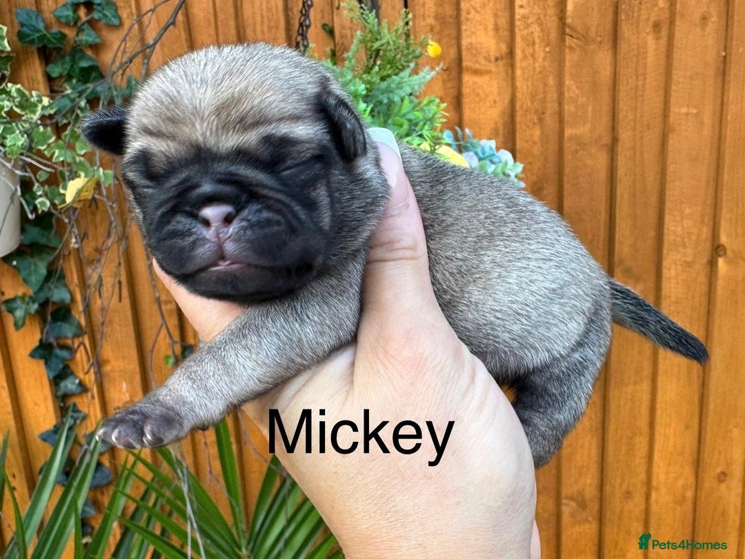 Pug dogs for sale: Kc Registered pedigree pug puppies  - Image 7