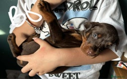 Dobermann dogs for sale: Absolutely geogeous KC registered doberman puppies - Image 6