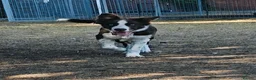 Border Collie dogs for sale: Stunning 5 month old red and white border collie - Advert 5