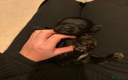 Cavapoo dogs for sale: Cavapoo (Cavalier Backcross) Puppies - Image 10