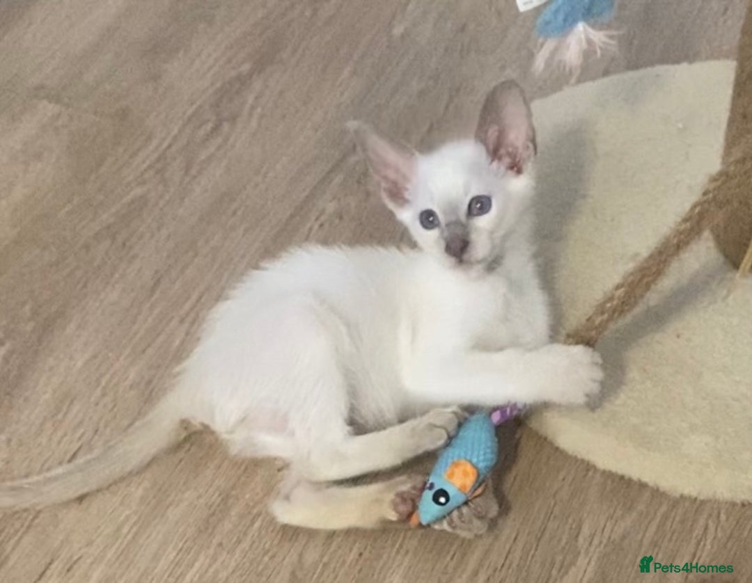 Siamese cats for sale:  Lilac point boy  - Image 9
