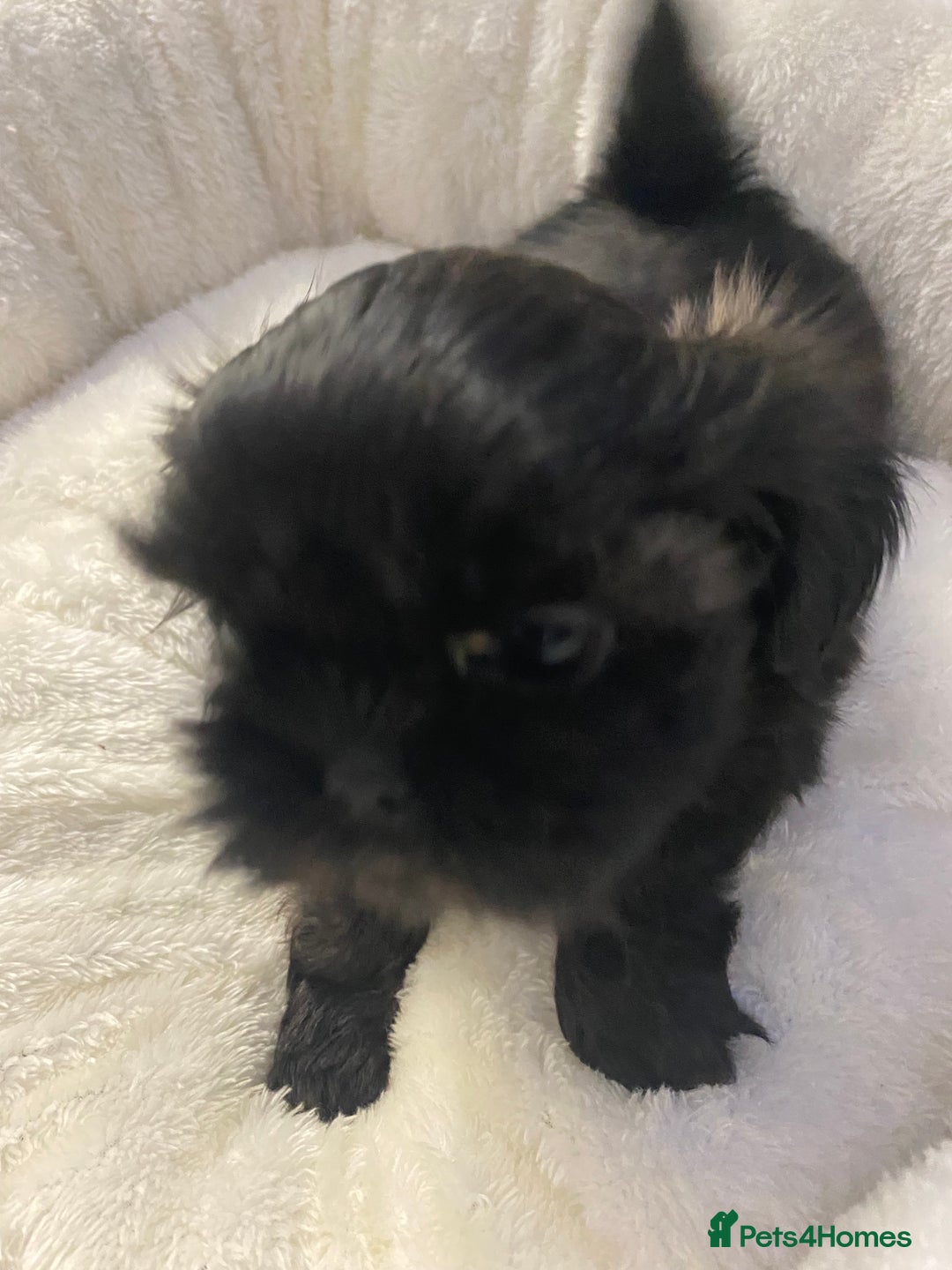Shih Tzu dogs for sale: Imperial Shih Tzu three girls available - Advert 16