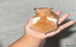 Hamster rodents for sale: OLDER STUNNING TAME PEDIGREE HAMSTERS - Image 5