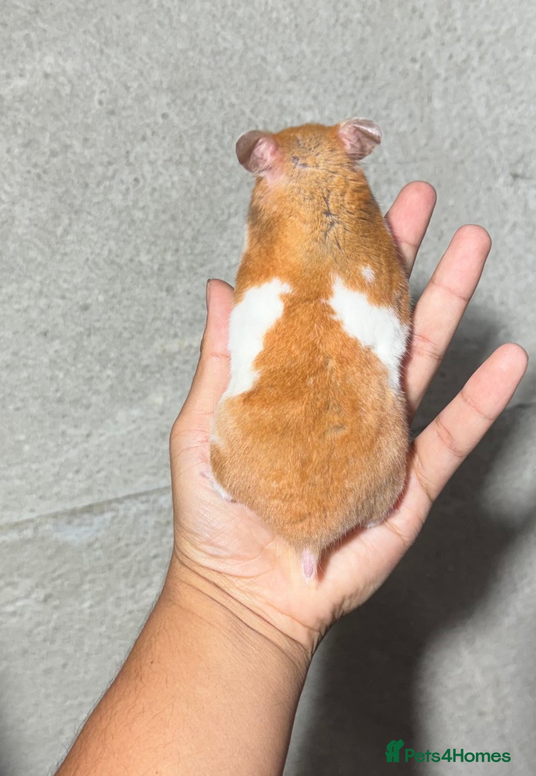 Hamster rodents for sale: OLDER STUNNING TAME PEDIGREE HAMSTERS - Image 5