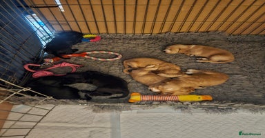 Cocker Spaniel dogs - Advert 2