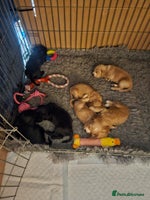 Cocker Spaniel dogs - Advert 3