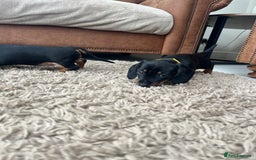 Miniature Dachshund dogs for sale: One beautiful Beautiful girl left  💜🐶  - Image 24