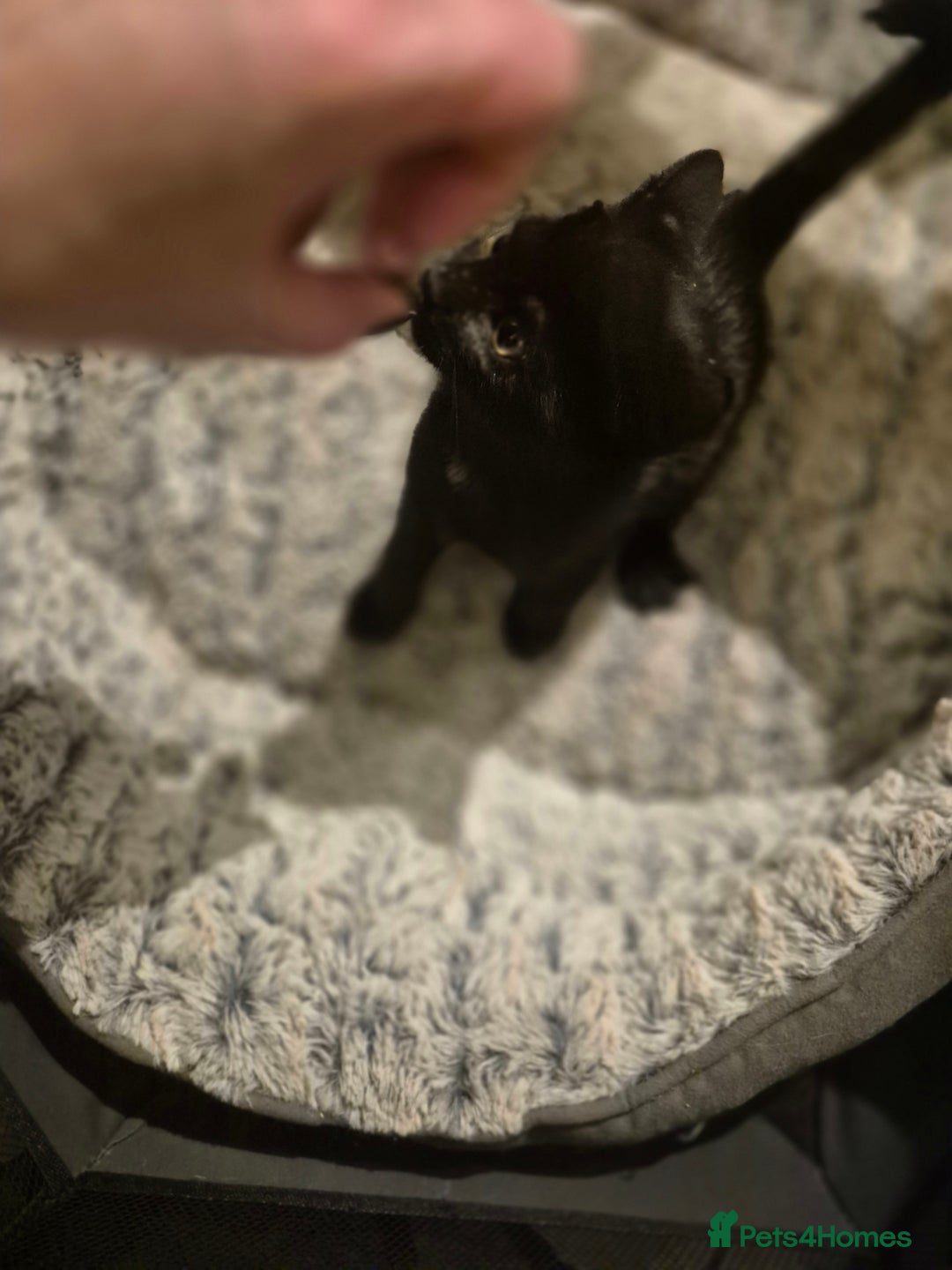 British Shorthair cats for sale: Kittens british shorthair bombay mix - Image 4