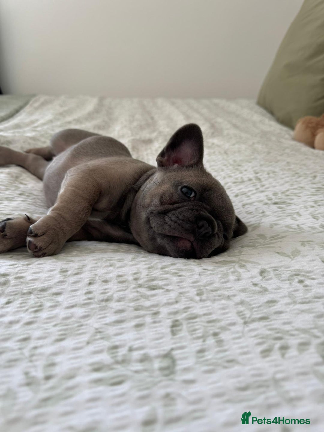 French Bulldog dogs for sale: Our little Aida - new loving family home  - Image 6