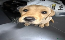 Labrador Retriever dogs for sale: Cream Labrador Retriever Puppy  - Image 20