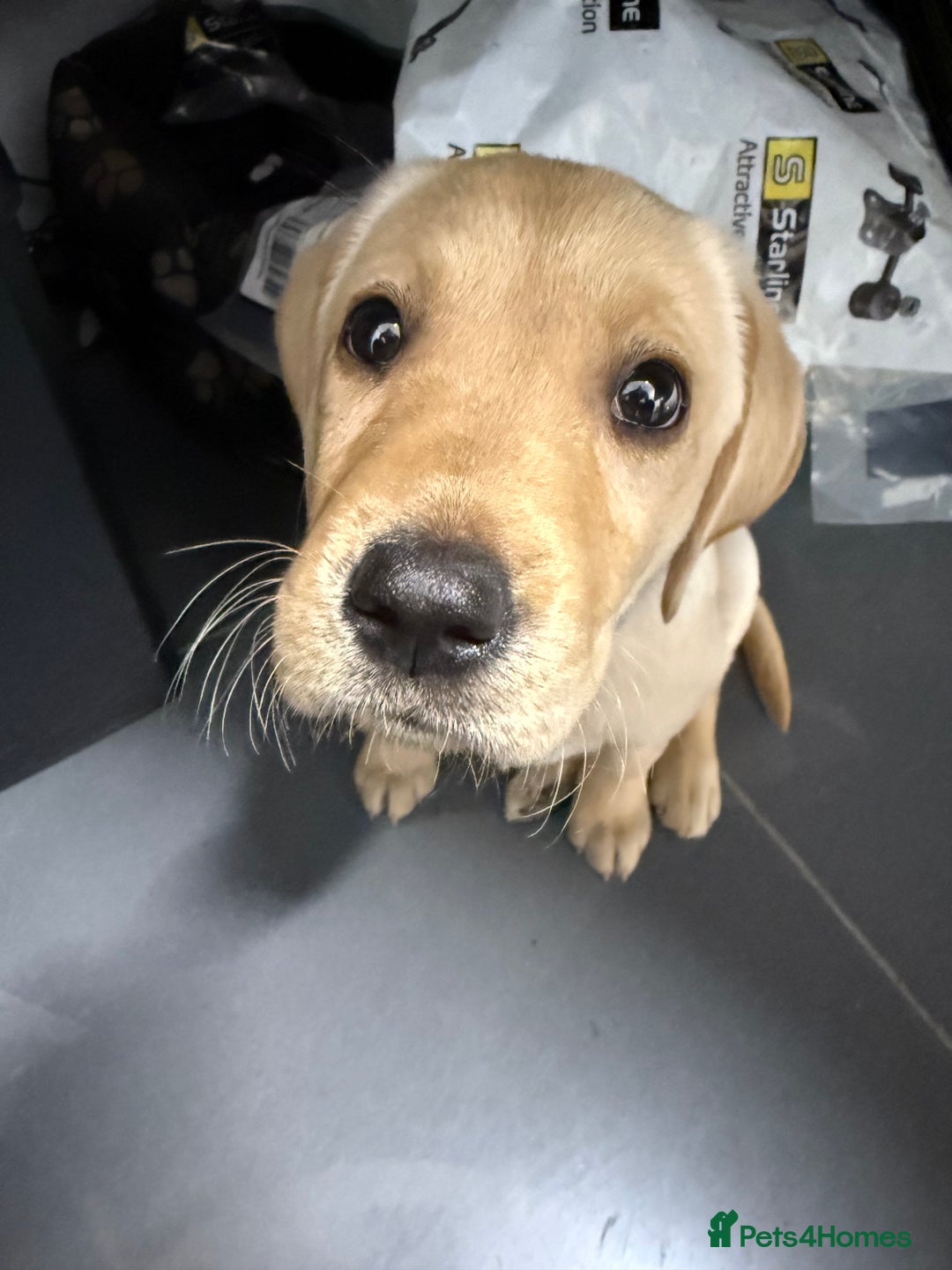 Labrador Retriever dogs for sale: Cream Labrador Retriever Puppy  - Image 20