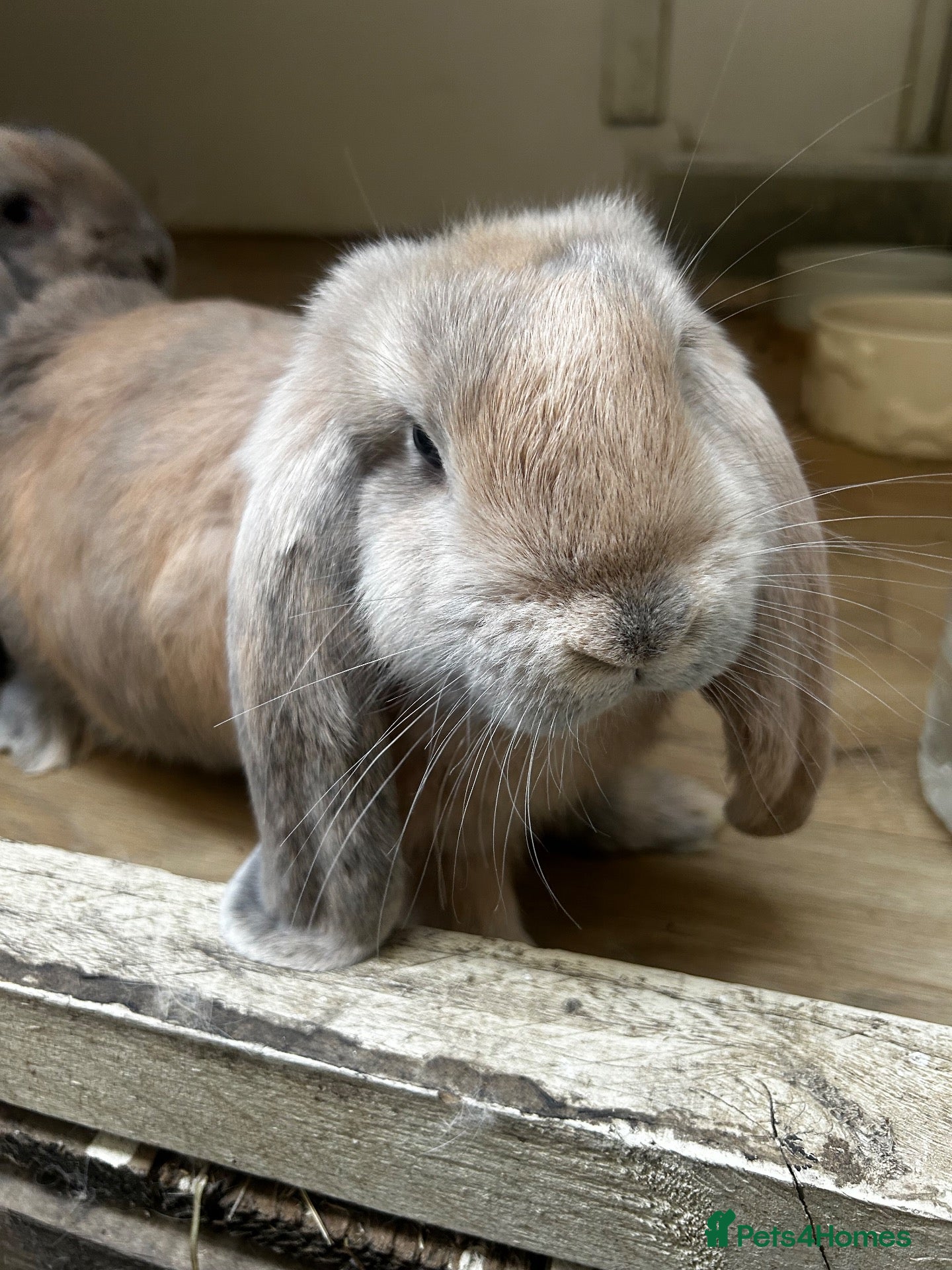 French Lop rabbits for sale: Blue Harlequin French Lop Doe- Ready to leave now  - Advert 2