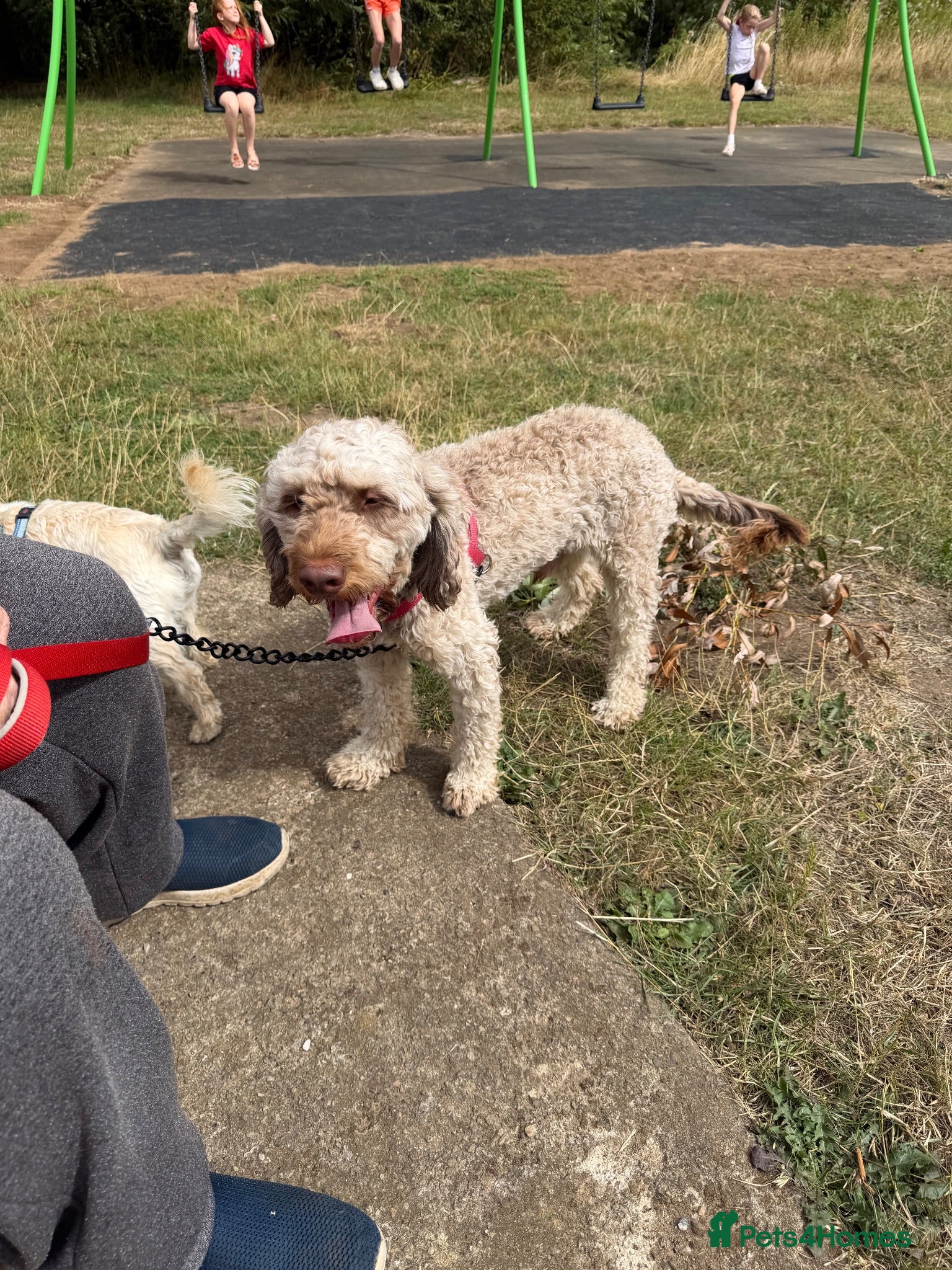 Cockapoo dogs Male cockerpoo - Advert 8