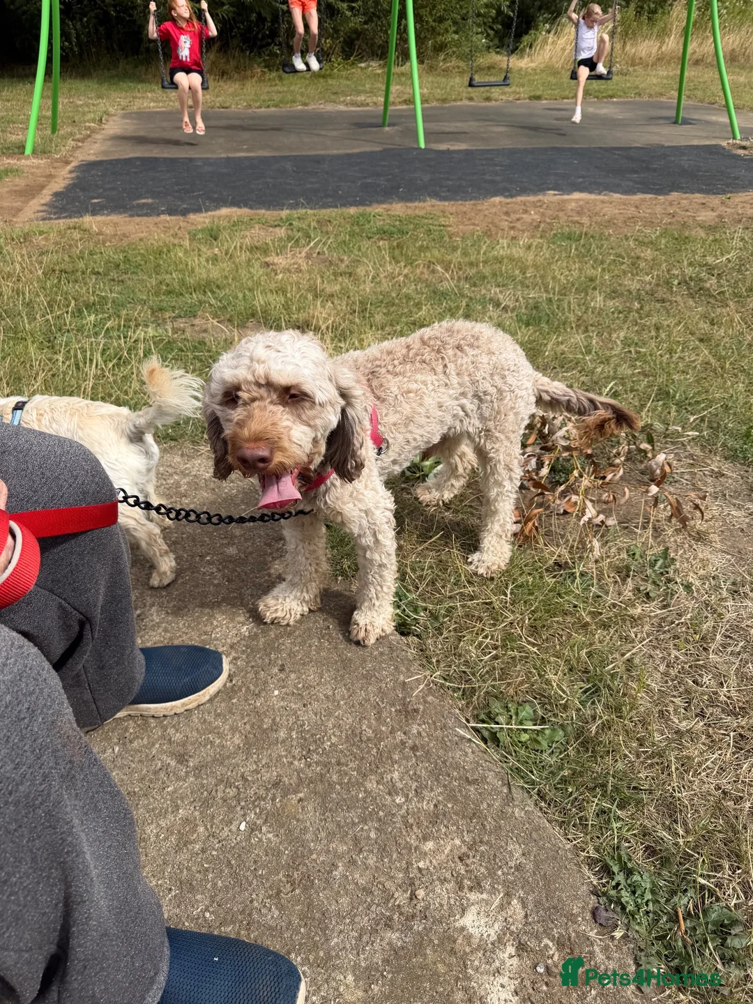 Cockapoo dogs for sale: Male cockerpoo - Advert 1