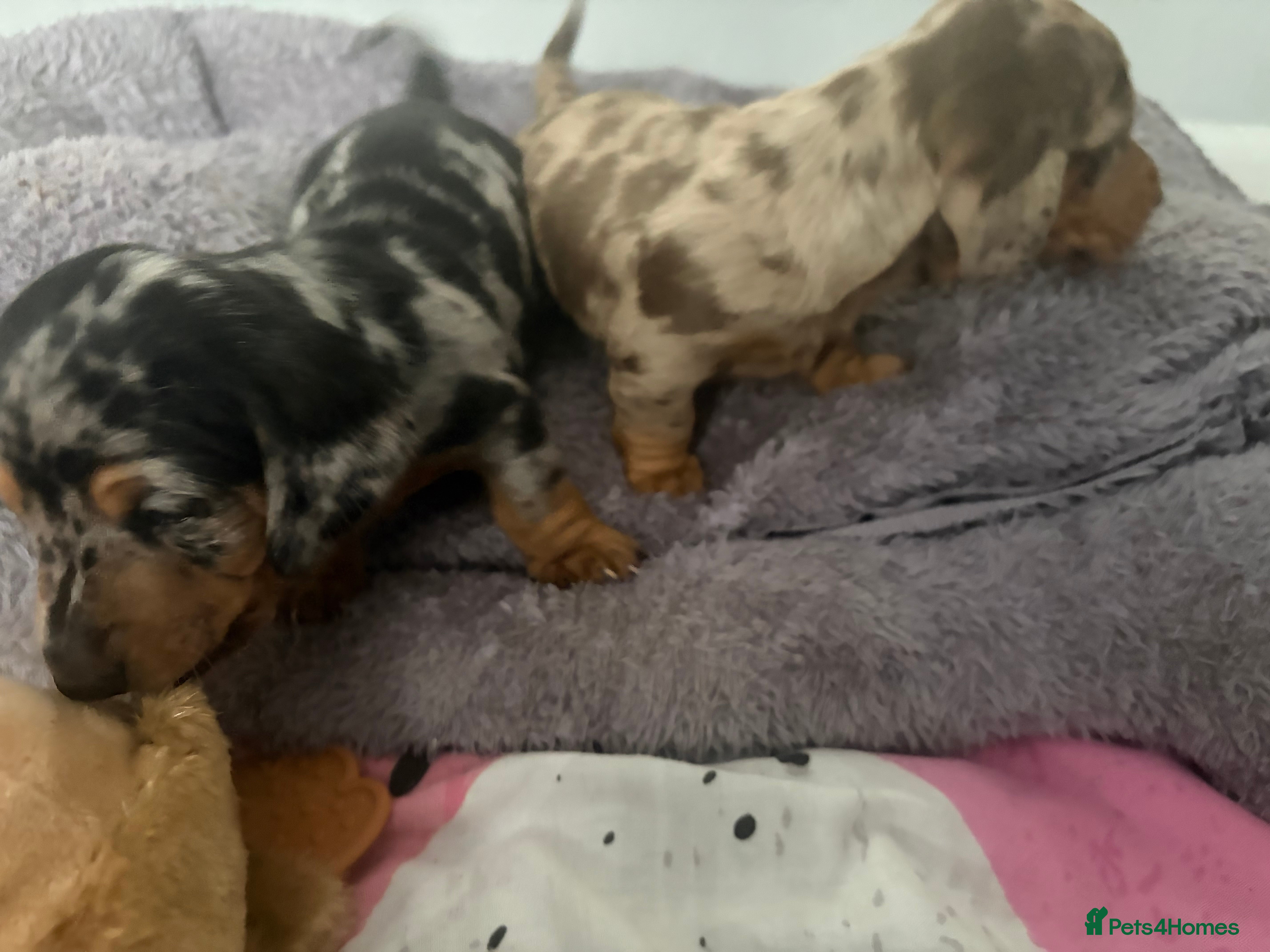 Dachshund dogs 2 boy Miniture dashund puppies for sale  - Advert 5