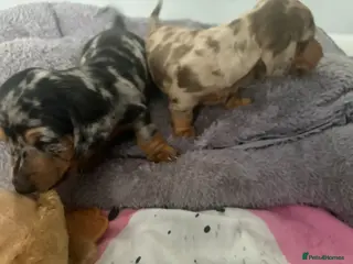 Dachshund dogs 2 boy Miniture dashund puppies for sale - Advert 5