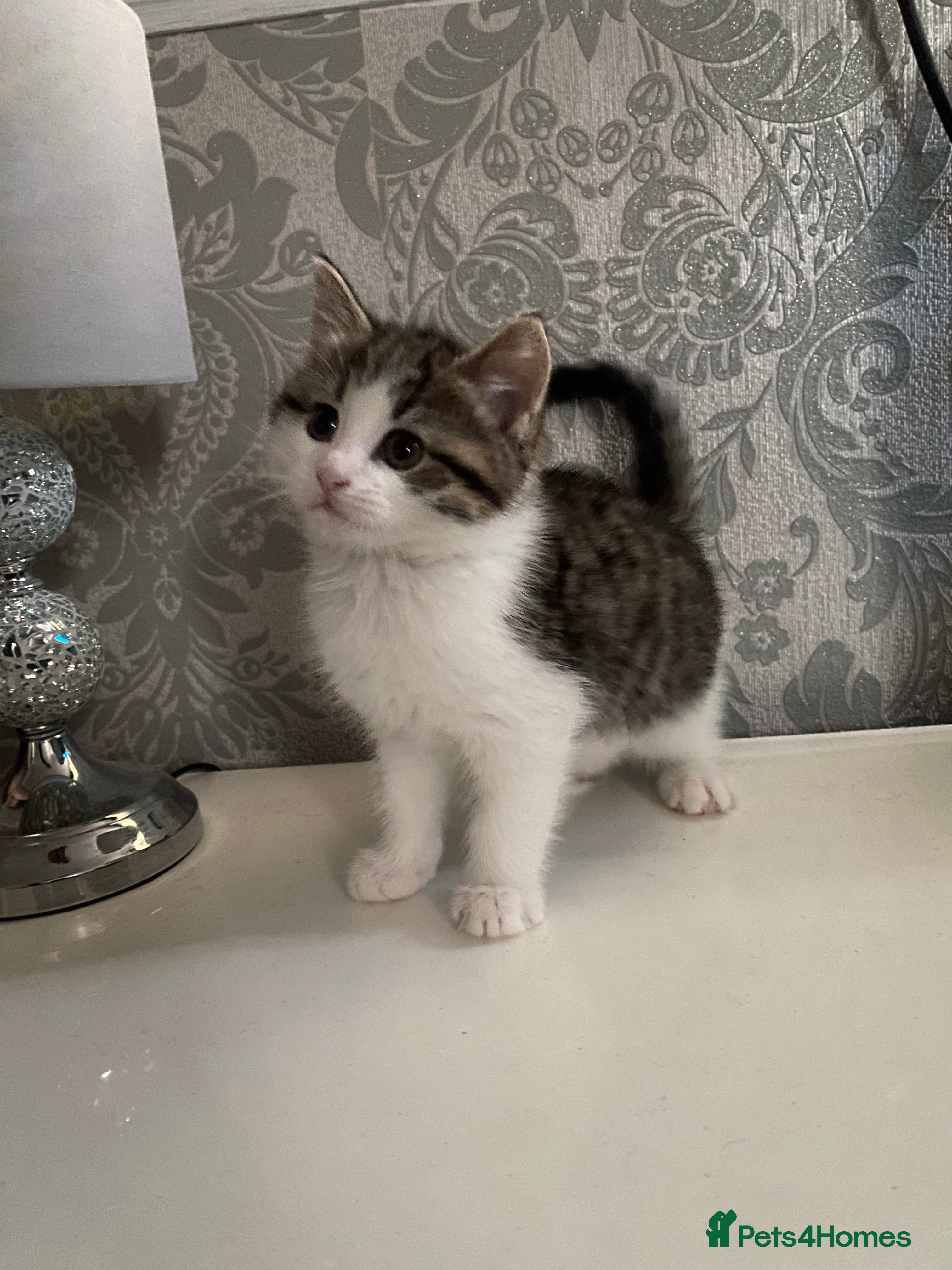 British Shorthair cats Beautiful British Shorthair Kittens Boys & Girls - Advert 2
