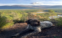 German Wirehaired Pointer dogs for sale: Beautiful GWP's for sale KC Registered - Image 18