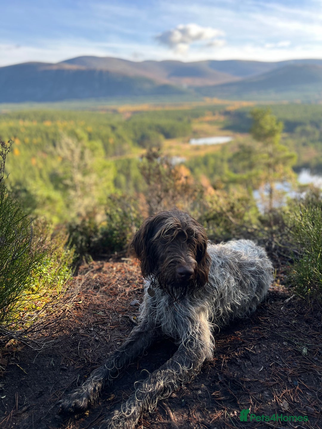 German Wirehaired Pointer dogs for sale: Beautiful GWP's for sale KC Registered - Image 18