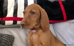 Hungarian Vizsla dogs for sale: Hungarian Vizsla Puppies - Image 1