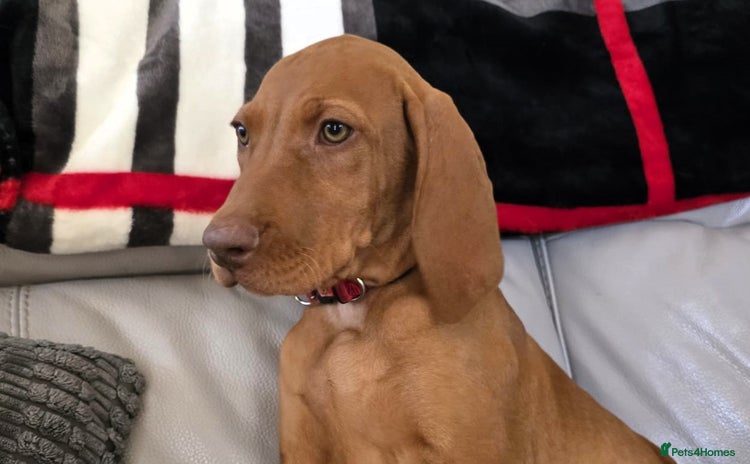 Hungarian Vizsla dogs - Advert 1