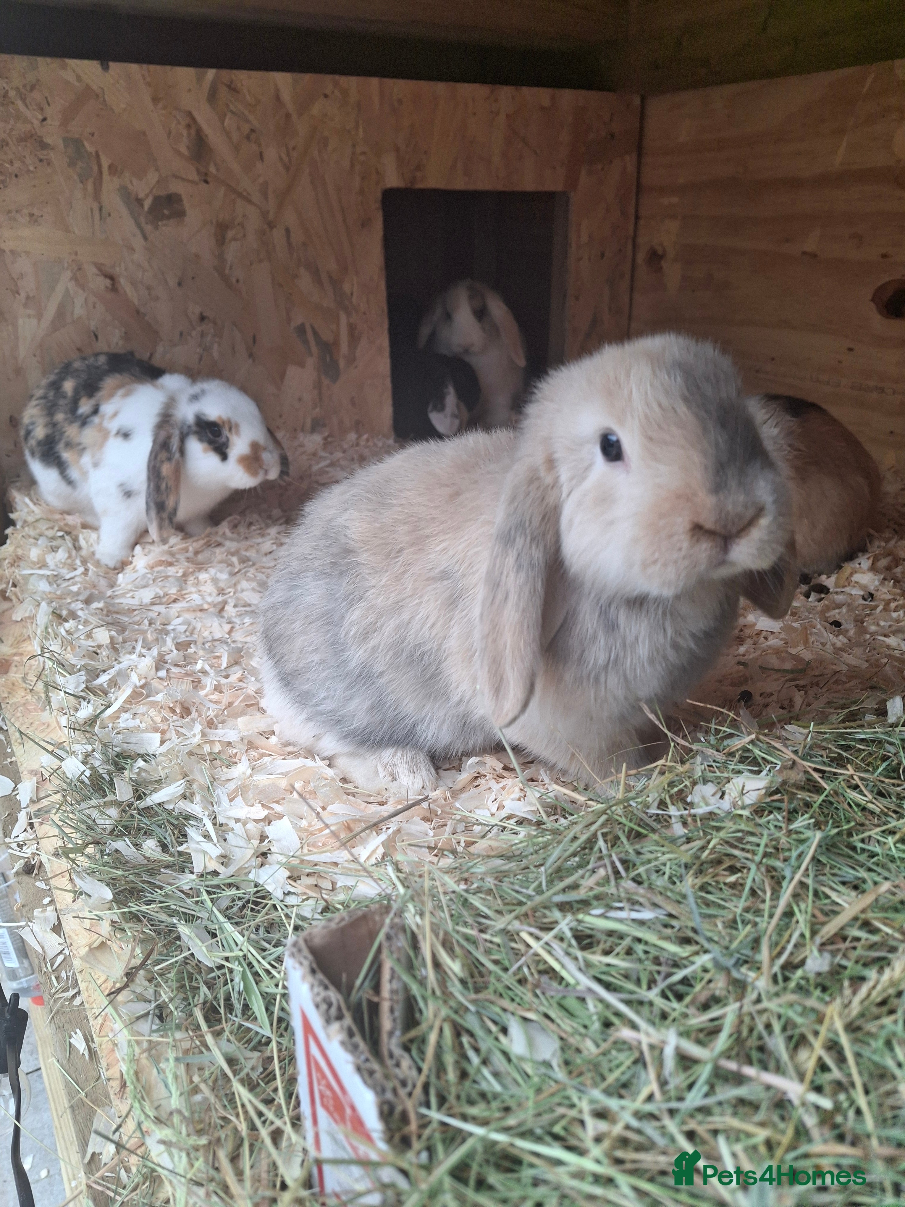 Mini Lop rabbits FREE STARTER PACK! Stunning baby mini lops - Advert 14