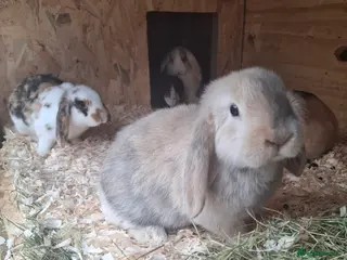 Mini Lop rabbits FREE STARTER PACK! Stunning baby mini lops - Advert 14