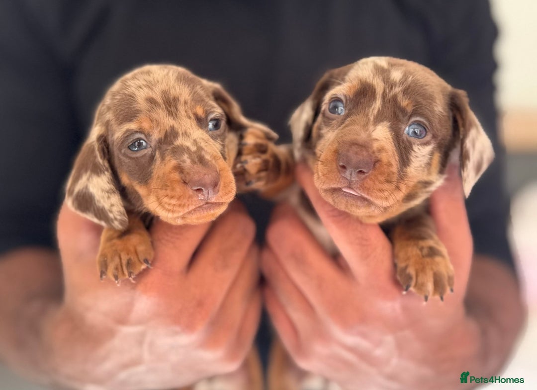 Miniature Dachshund dogs for sale: ‼️‼️Miniature Dachshund Puppies ‼️‼️ - Advert 11