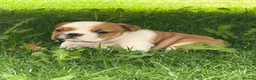 English Bulldog dogs for sale: ⭐️BULLDOG PUPPIES FROM BRITISHGOLD⭐️ - Advert 15