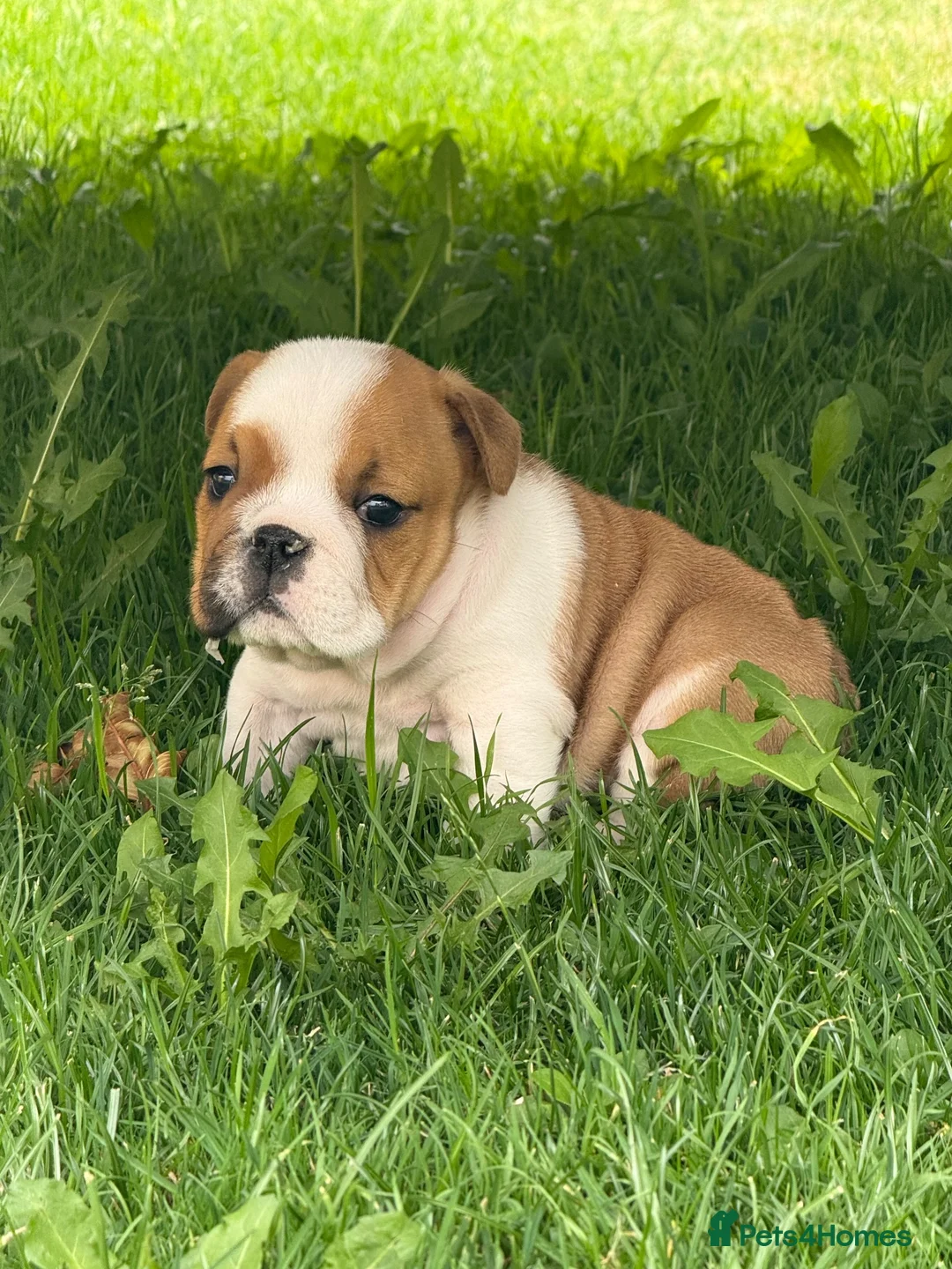 English Bulldog dogs for sale: ⭐️BULLDOG PUPPIES FROM BRITISHGOLD⭐️ - Advert 15