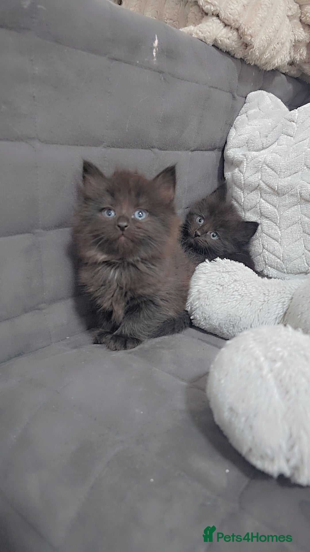 Maine Coon cats for sale: Stunning mainecoon/ragdoll babies - Advert 6