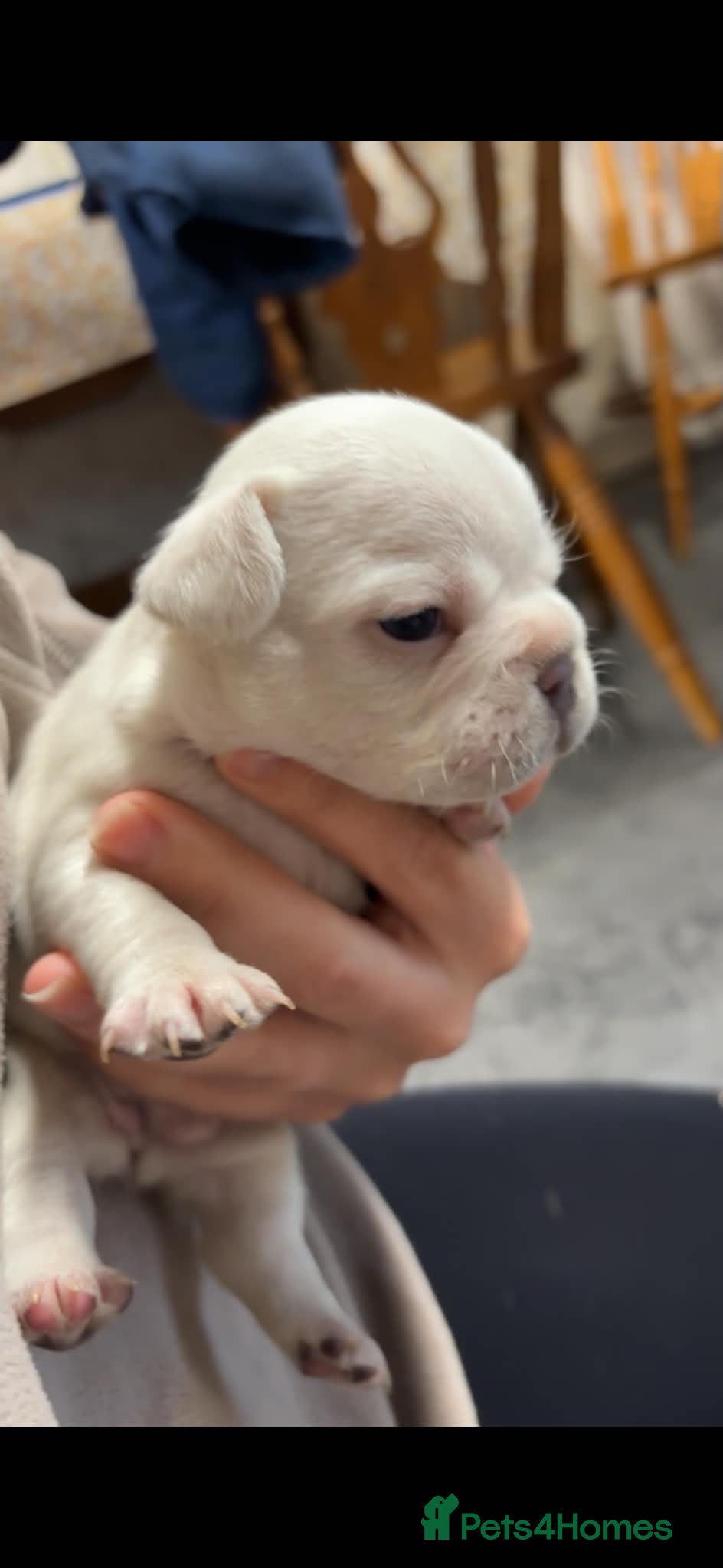French Bulldog dogs 🤍Quality bred french bulldog puppies🤍 - Advert 2