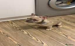French Bulldog dogs for sale: KC reg French bulldog boy for rehoming  - Image 4