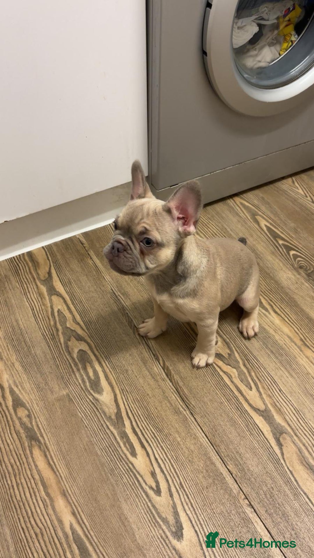 French Bulldog dogs for sale: KC reg French bulldog boy for rehoming  - Image 4