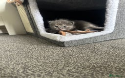 Maine Coon cats for sale: Kittens  - Image 19