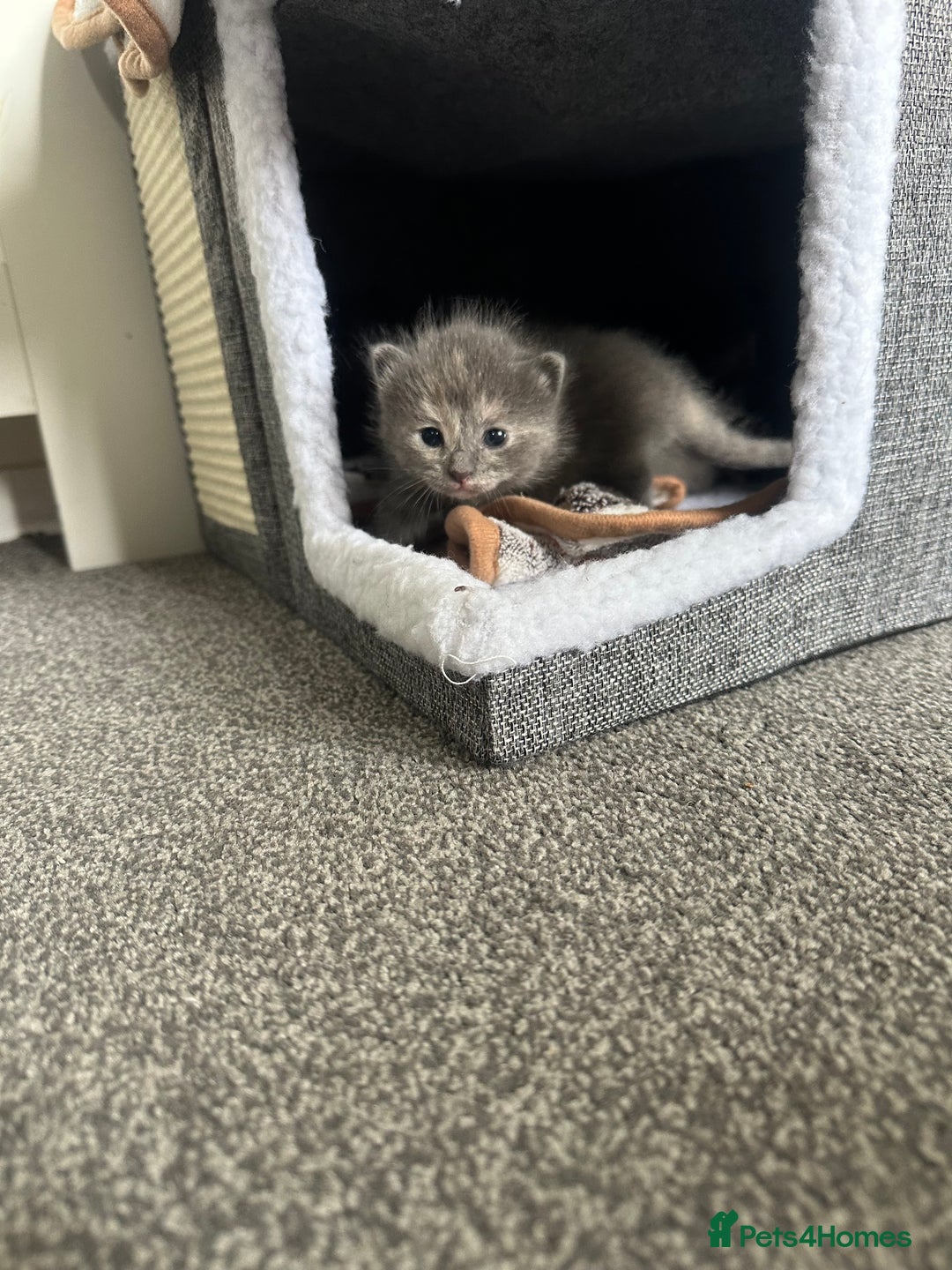 Maine Coon cats for sale: Kittens  - Image 19