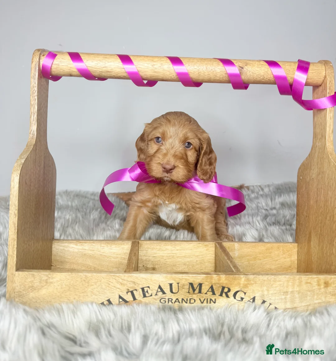 Australian Labradoodle dogs for sale: Australian labradoodle  - Advert 3