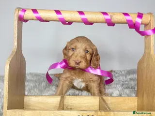 Australian Labradoodle dogs Australian labradoodle - Advert 1