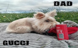 Lionhead rabbits for sale: Pure Breed Fluffy Double Mained Lionhead Kits - Image 11
