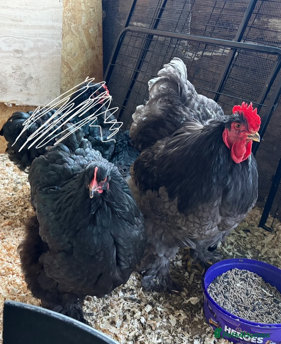 Chickens poultry for sale: Rare Breed Cochin pair. Unrelated  - Advert 4