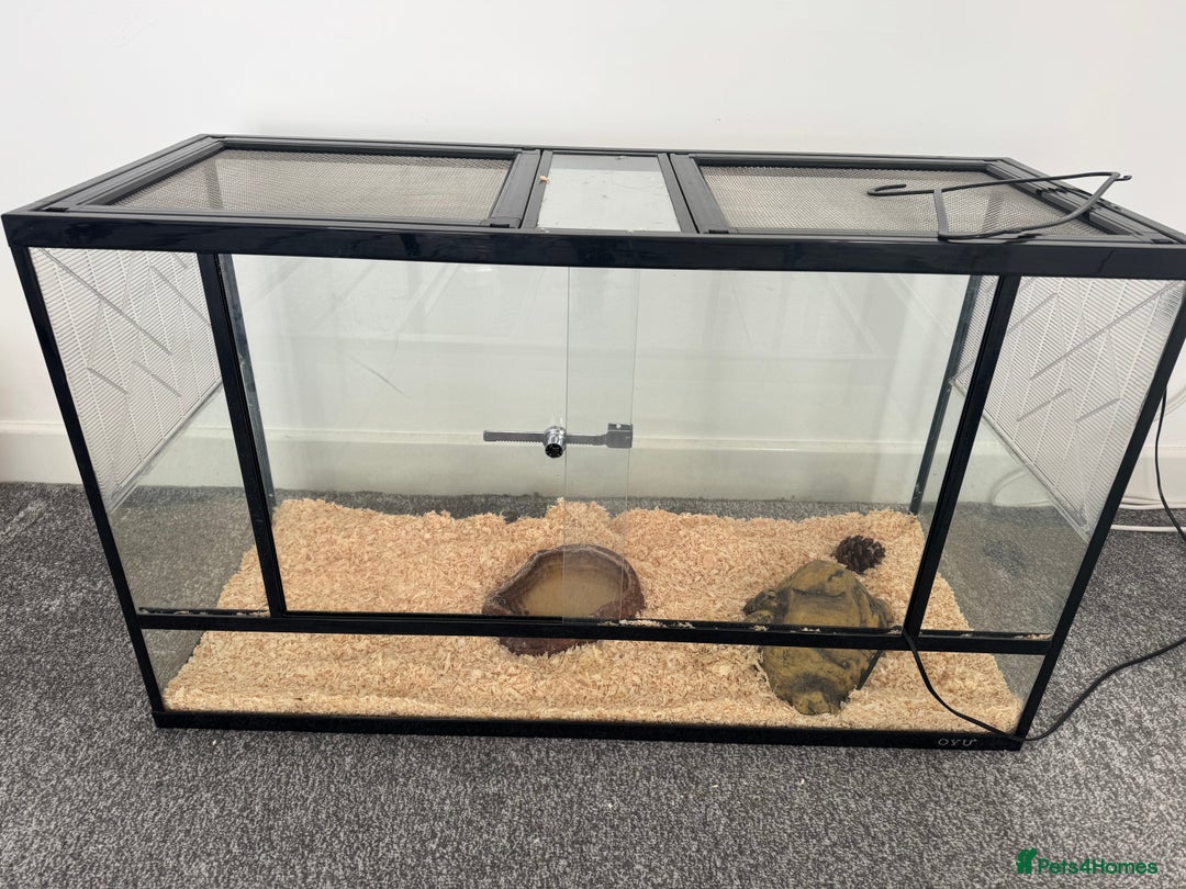 Python Snake reptiles for sale: Ball python snake - Advert 6