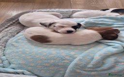 Jack Russell dogs for sale: 1 Beautiful boy Jack Russell puppy left for sale - Image 27
