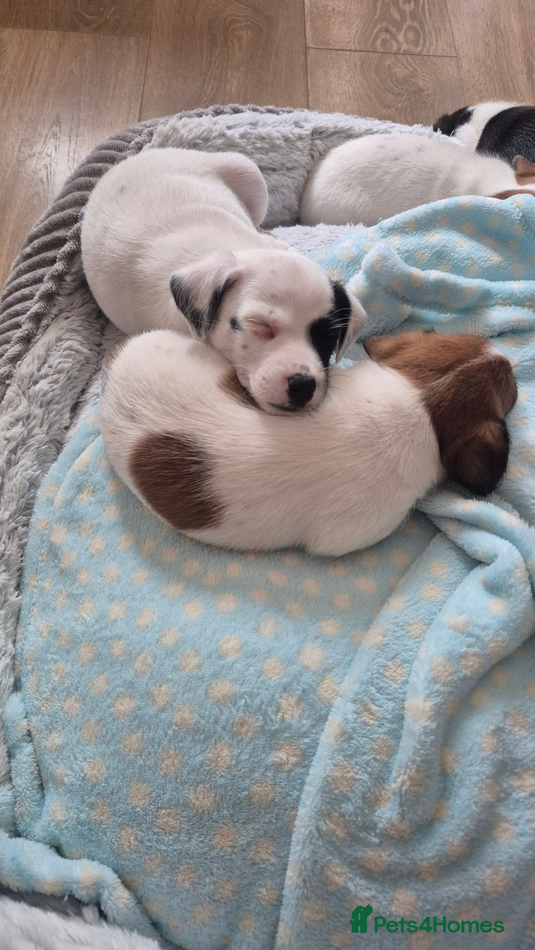 Jack Russell dogs for sale: 1 Beautiful boy Jack Russell puppy left for sale - Image 27