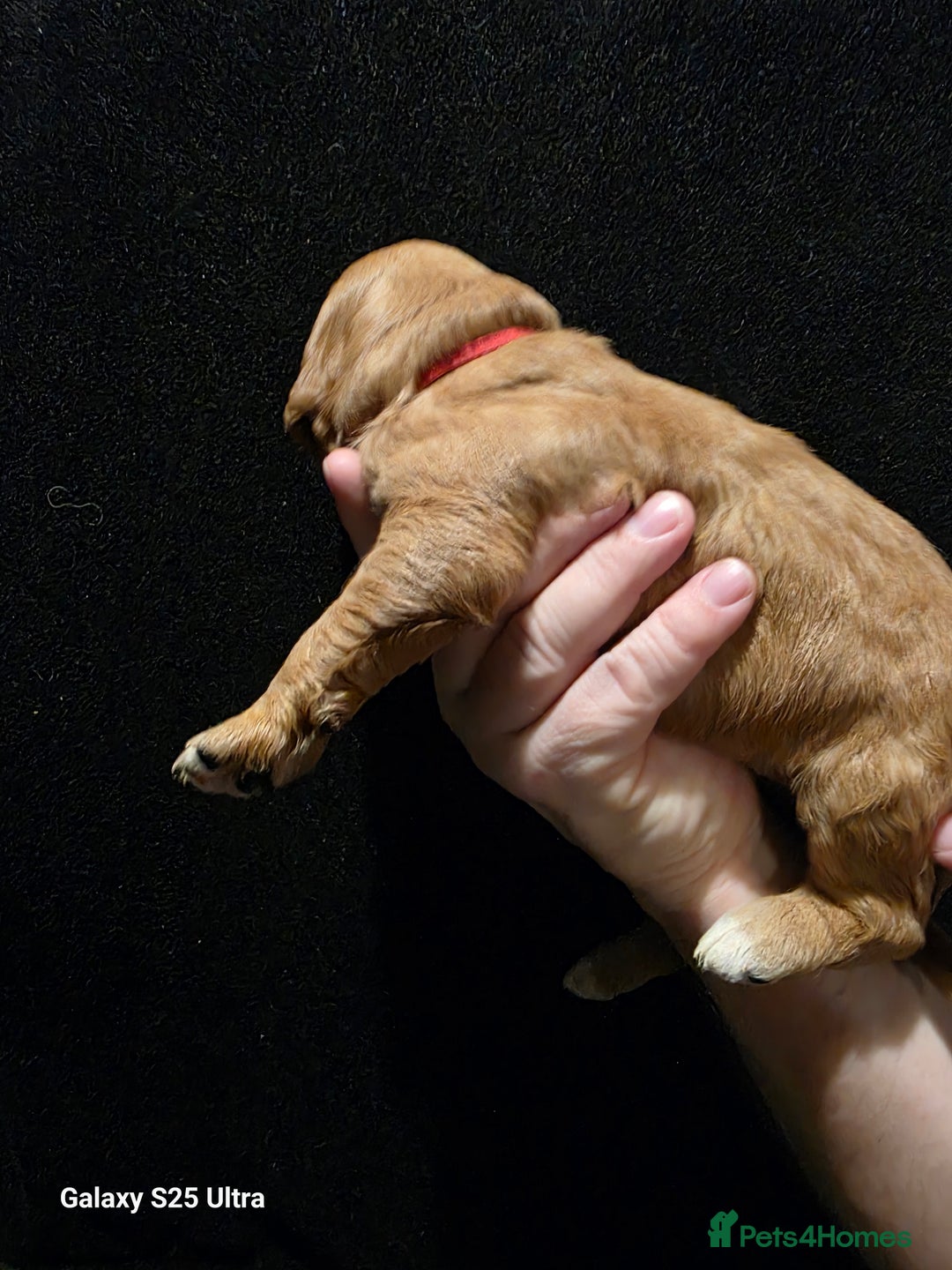 Goldendoodle dogs for sale: Fully Health Tested F1 Goldendoodles - Advert 20