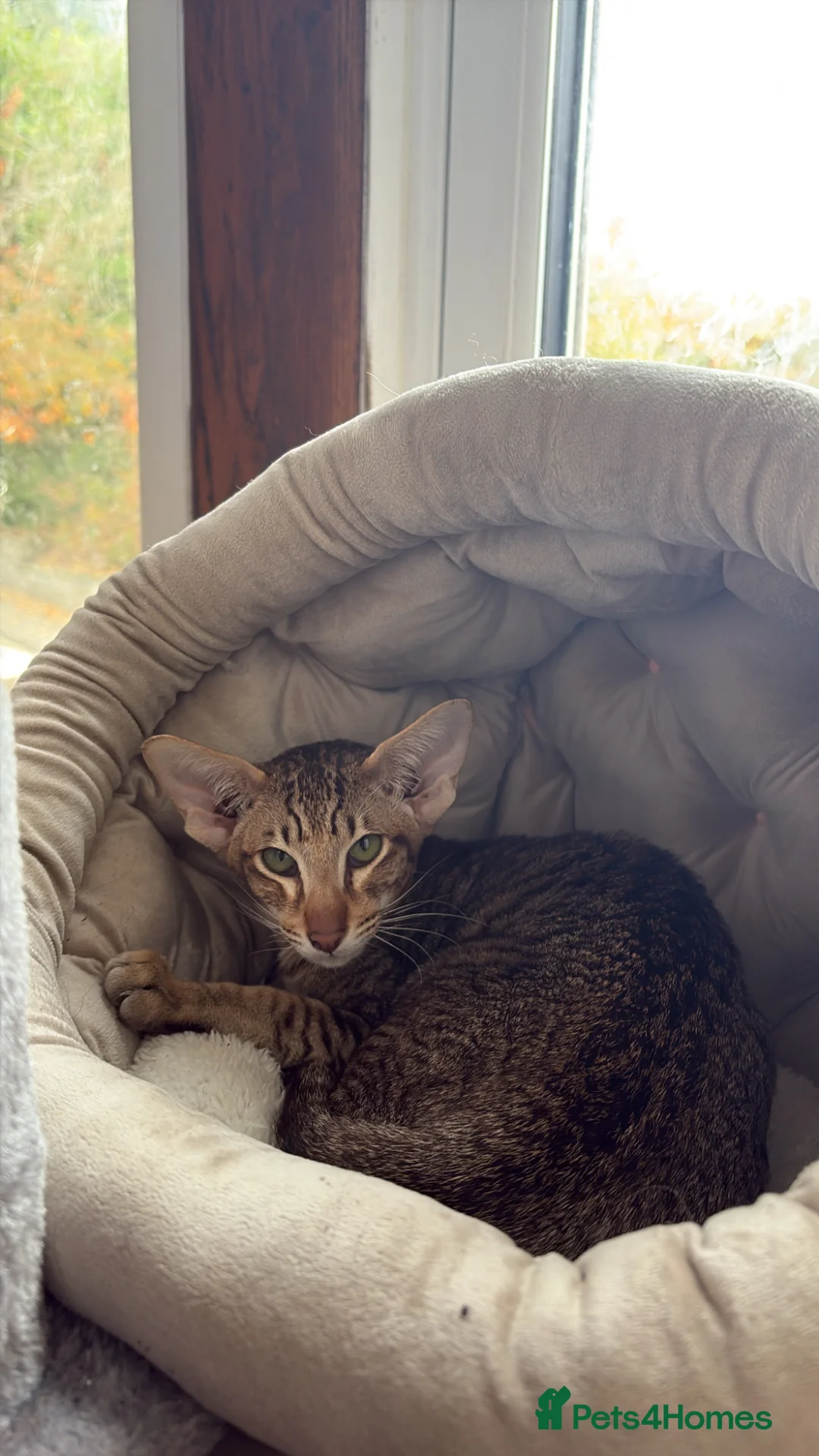 Oriental cats for sale: Spotted oriental  in Keighley - Advert 2